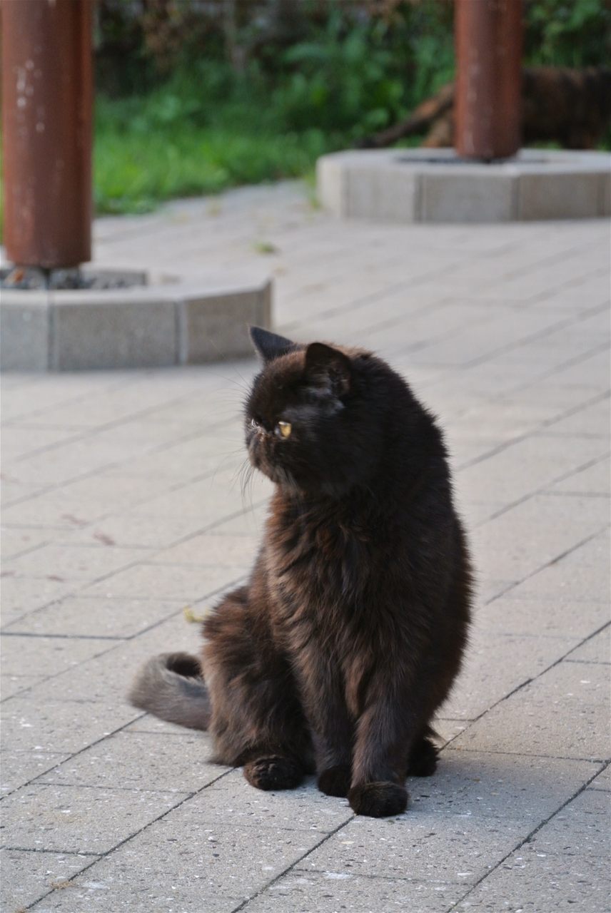 Valentin af Joynes Nesbi — min exotic, som blev 13 år.