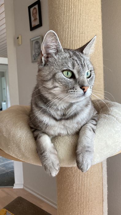 Frede 2 år