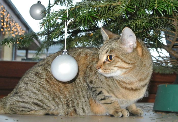 Frej under juletræet.