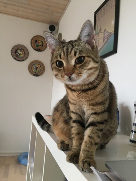 Frej