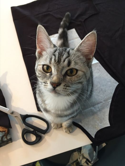 Når man har en europé har man altid en dygtig assistent ved hånden. Her assisterer Sigga mig med håndarbejde.