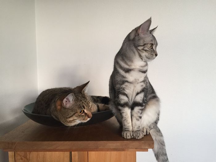 Frej og Sigga.