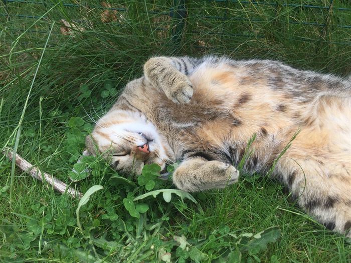 Sommerdag