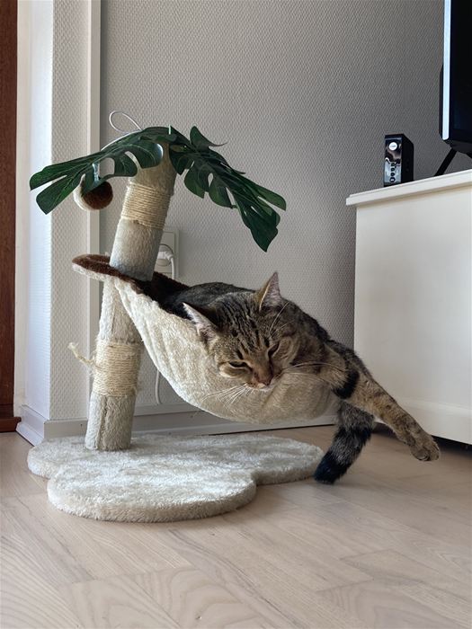 Frejs yndlingssovested.
