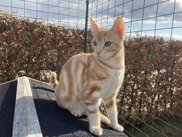 Kaj, rød sølv klassisk tabby killing på 6 måneder.