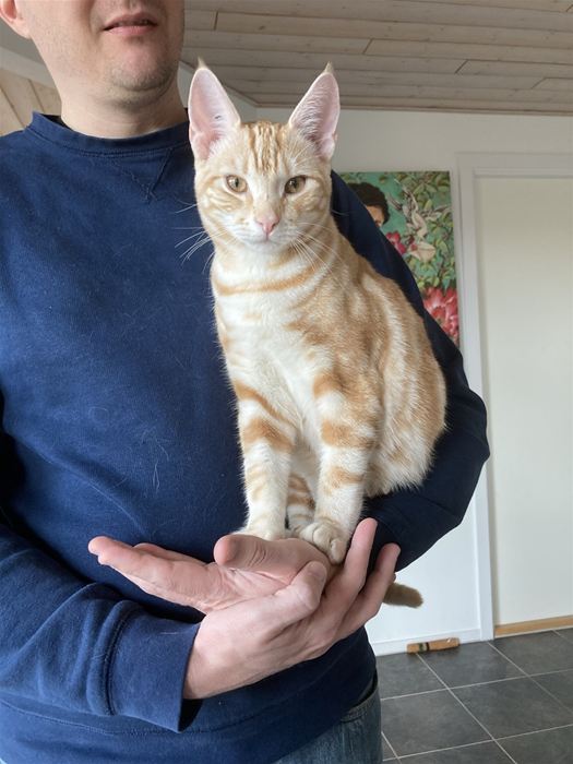 En STOR dreng på 4,5 kg i en alder af 6 måneder.