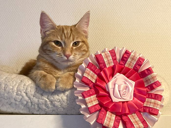 Vores katte